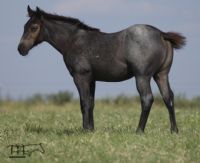 Blue Breeze's 2020 Filly
